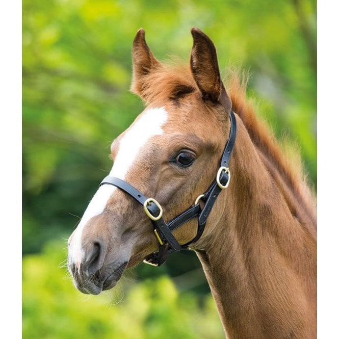 leather foal head collar for sale